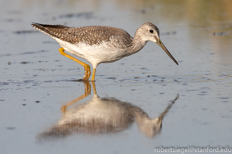 emily renzel wetlands